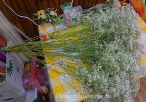 Каталог цветов флориста срезанных с фото и названиями