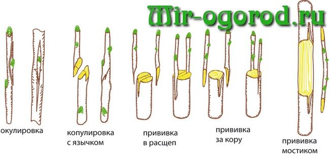 Когда прививать в средней полосе